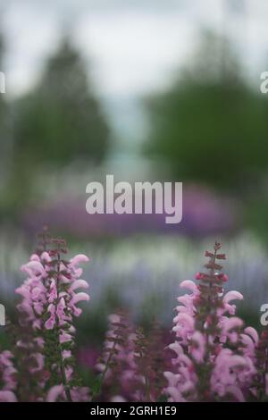 Spring Flowers on a bured background Stock Photo