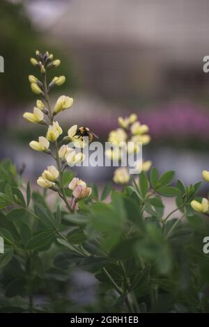 bee collects pollen on small yellow flowers, in summer Stock Photo - Alamy