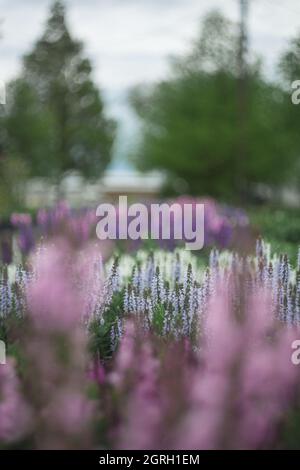 Spring Flowers on a bured background Stock Photo