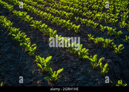 Straight rows of sugar beets growing in a soil in perspective on an agricultural field. Sugar beet cultivation. Young shoots of sugar beet Stock Photo