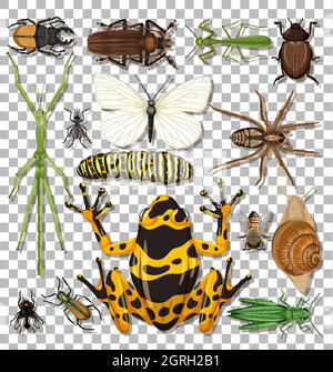 Set of different insects on transparent background Stock Vector