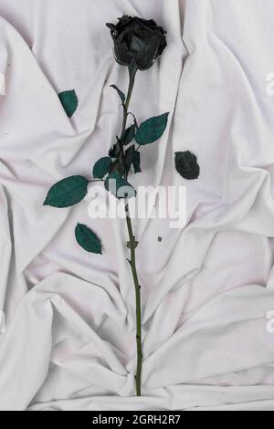 a black rose lying on a white crumpled cloth, detail of petals on the flower head, long stem and leaves, style and elegance, background with floral Stock Photo