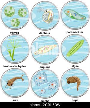 Set of different types of unicellular organisms Stock Vector