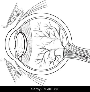 Anatomy of the human eye Stock Vector