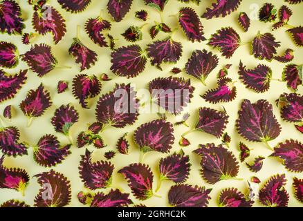 Coleus leaves and seedlings. Leaves pattern. Flower maze. Coleus is an indoor and outdoor plant with colorful leaves. Deciduous background. Leaf and shoot top view. Stock Photo