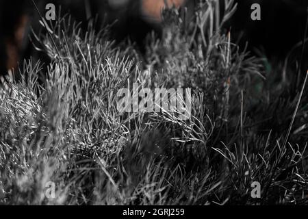 Natural dark black and white background. A lot of grass close-up. Stock Photo