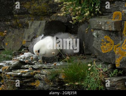 Fulmar (Fulmaris glacialis), adult and chick sitting on nest ledge, Sumburgh Head RSPB Reserve, Shetland Stock Photo