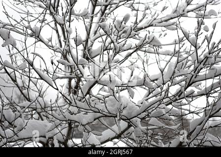 High key lighting close-up of tree branches covered in fresh snow against a grey sky after a winter storm Stock Photo