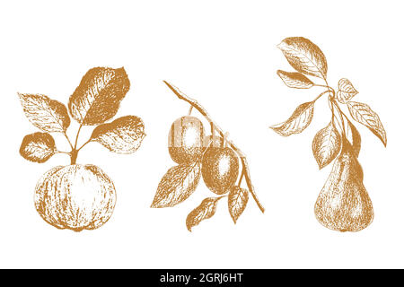 Set of fruit graphics hand-drawing, pear apple plum. Imprint, stamp, isolated, on a white background. Vector illustration Stock Vector