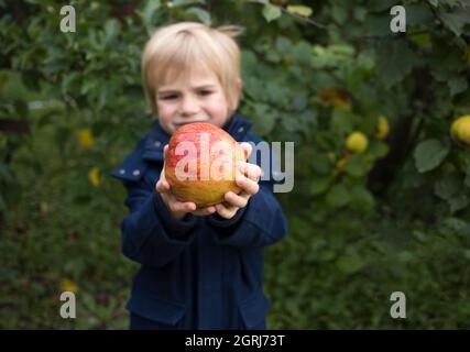 cute boy 4-5 years old holds in his hands a large red mouth-watering organic apple. Little helper. Delicious healthy vegetarian food. Vitamins, health Stock Photo