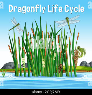 Dragonfly Life Cycle Infographic Illustration Stock Vector Image & Art ...