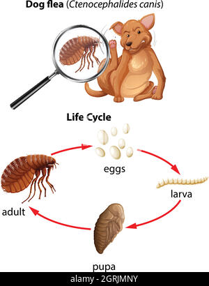 A life cycle of dog flea Stock Vector