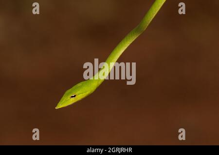 Potrait Shot Of Green Vine Snake
