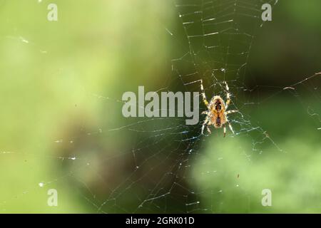 Spider in the web - Spinne im Netz Stock Photo