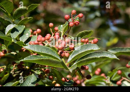 Red Sichuan pepper berries close up on the tree outdoor Stock Photo