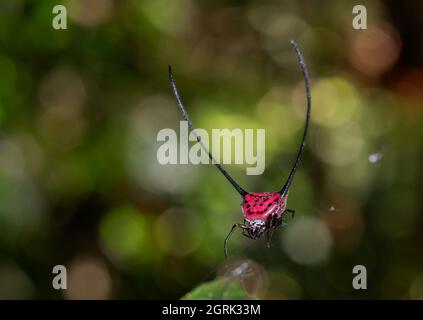 The Long Horned Orb Weaver, 'Macracantha arcuata', Spider, Darussalam, Stock Photo - Alamy