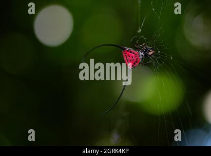 The Long Horned Orb Weaver, 'Macracantha arcuata', Spider, Darussalam, Stock Photo - Alamy