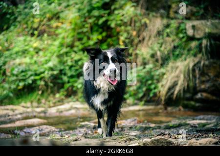 Beautiful border collie walking in the nature. Lovely black and white dog walks in the forest. Pet enjoying a day outdoors in the park. Happy, lively Stock Photo