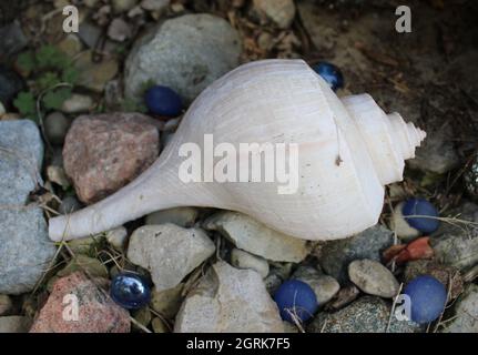 Sea shell sitting on rocks. Stock Photo