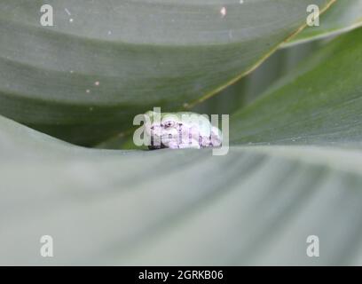 Tiny frog sitting on a leaf. Stock Photo