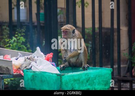 Macaque eats food rests from a trash in Kandy, Sri Lanka Stock Photo