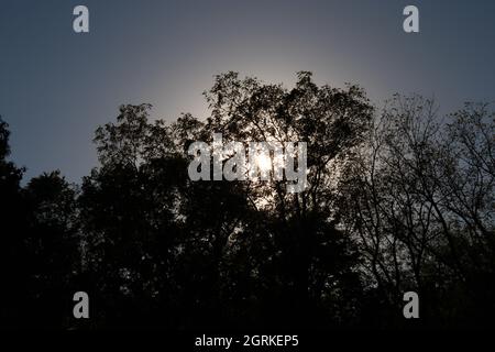 The sun hiding behind some trees. Stock Photo
