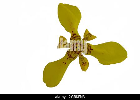 Yellow irises in bloom isolated on a white background Stock Photo