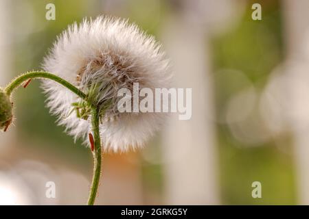 Lilac tasselflower in bloom, round white in shape, ready to fly its seeds Stock Photo