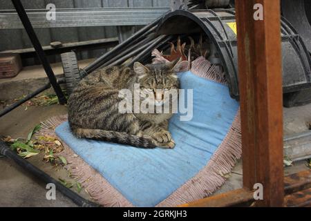 a stray cat sleeps on the ruins of an old house Stock Photo