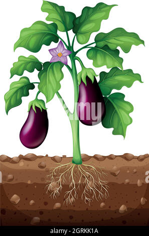 Eggplants With Flower And Roots Stock Vector Image & Art - Alamy