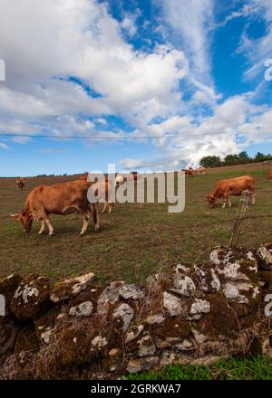 Cows grazing peacefully in a Galician meadow on a blue sky day with clouds. Stock Photo