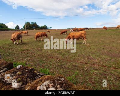 Cows grazing peacefully in a Galician meadow on a blue sky day with clouds. Stock Photo