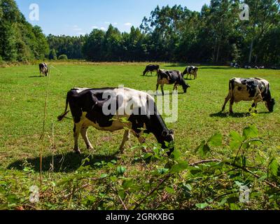 Cows grazing peacefully in a Galician meadow on a blue sky day with clouds. Stock Photo