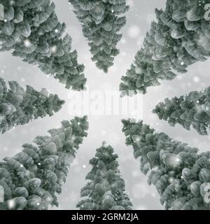 view of the sky in a snowy forest Stock Photo