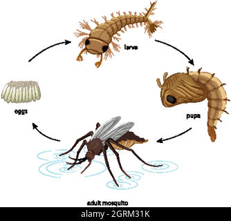 Diagram showing mosquito life cycle on white background Stock Vector