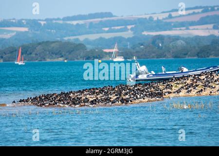 large group of oyster catchers gathered together on an island in the sea Stock Photo