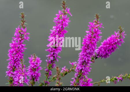 lythrum salicaria also known as spiked loosestrife or purple lythrum Stock Photo