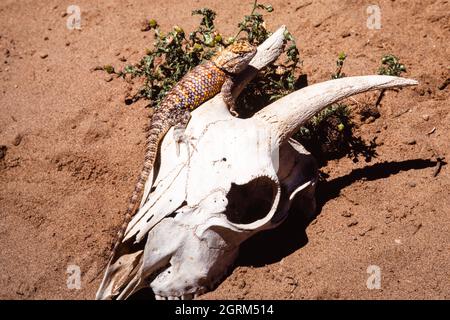 A Desert Spiny Lizard, Sceloporus magister, basking in the sun on a goat skull to regulate its body temperature.  Utah. Stock Photo