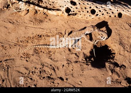 A Long-nosed Leopard Lizard, Gambelia wislizenii, with a Side-blotched Lizard in its mouth.  This lizard preys on insects and small lizards, such as t Stock Photo