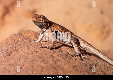 A male Common Side-blotched Lizard, Uta stansburiana, basking on a rock in southern Utah to raise its body temperature. Stock Photo