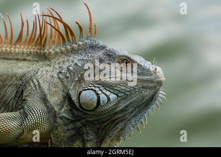 A large, male, Green Iguana, Iguana Iguana, in Santo Domingo, Dominican Republic.  Green Iguanas are not native to the Dominican Republic. Stock Photo