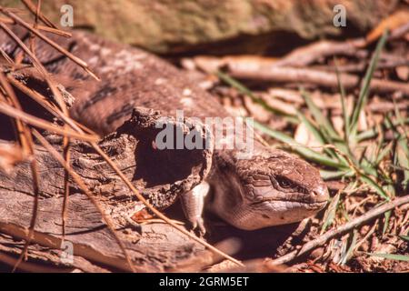 A Northern Blue-tongued Skink, Tiliqua scincoides intermedia, in the Northern Territory, Australia. Stock Photo