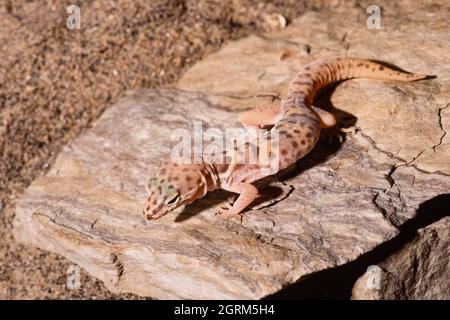The Western Banded Gecko , Coleonyx variegatus, is a desert gecko found in the southwest United States  & northern Mexico. Stock Photo