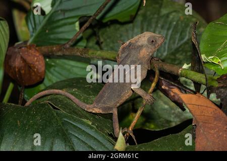 The Helmeted Iguana, Corythophanes cristatus, is found in tropical forests from Chiapas, Mexico to northwest Colombia. Stock Photo