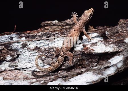 The Mourning Gecko, Lepidodactylus lugubris, on Guam. Stock Photo