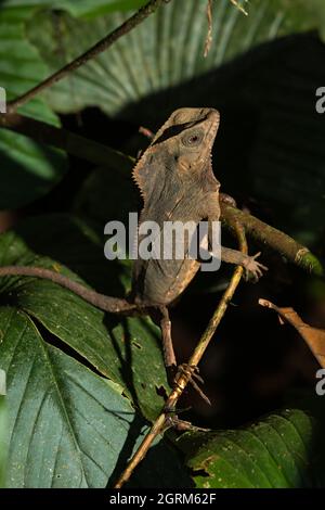 The Helmeted Iguana, Corythophanes cristatus, is found in tropical forests from Chiapas, Mexico to northwest Colombia. Stock Photo