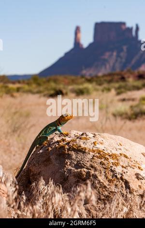 An Eastern Collared Lizard, Crotaphytus collaris, basking on a rock with Castle Rock in the background. Stock Photo