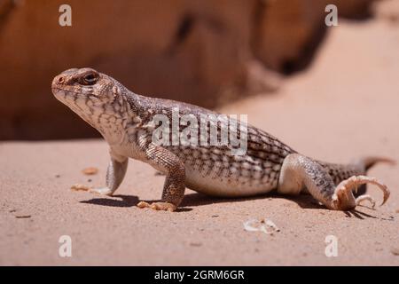 Desert iguana (Dipsosaurus dorsalis), adult animal, Mexico, America ...
