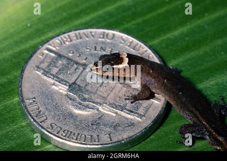 Brazilian pygmy best sale gecko pet