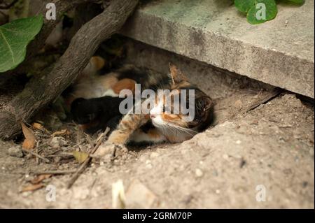 Cat feeding its kittens, mother cat and kittens, newboen kittens, cats sucking milk . Stock Photo